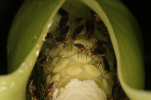 Mirid bug pollinators on female flowers of Syngonium  hastiferum
