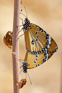 A male and female African monarch mating