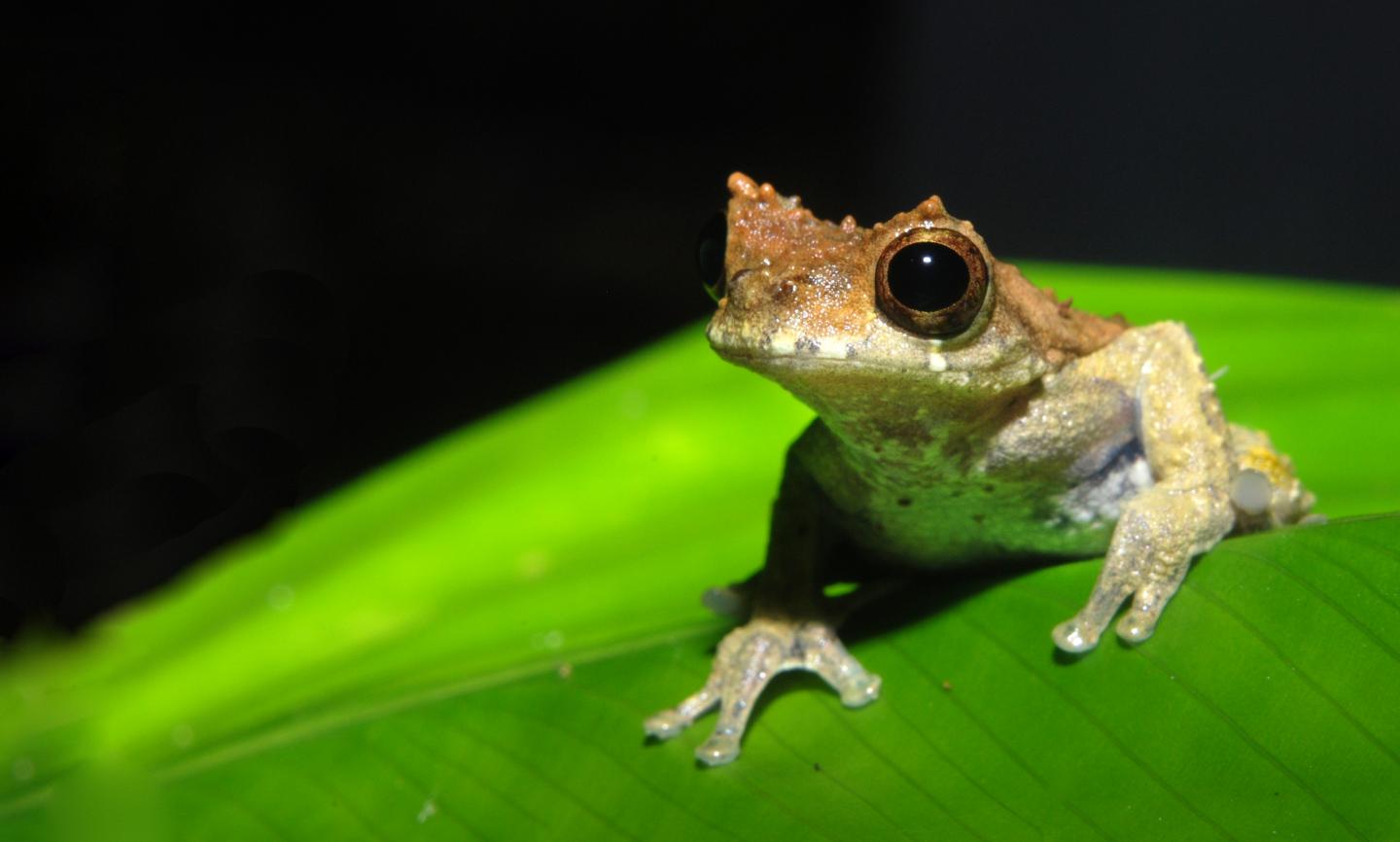 Devil's Treefrog