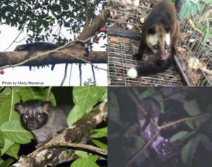 Sympatric Paradoxurinae civet species in Borneo