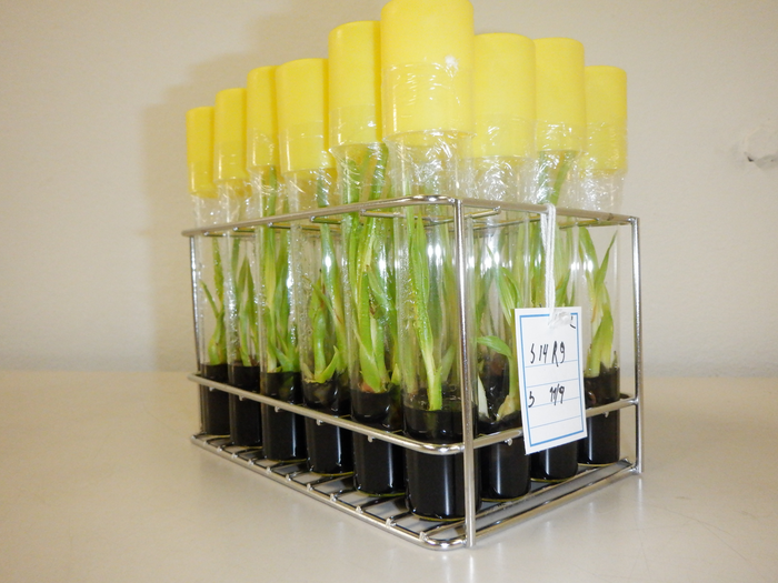 Seedlings of the coconut tree