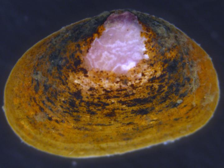 Shell of <i>Borniopsis mortoni</i>