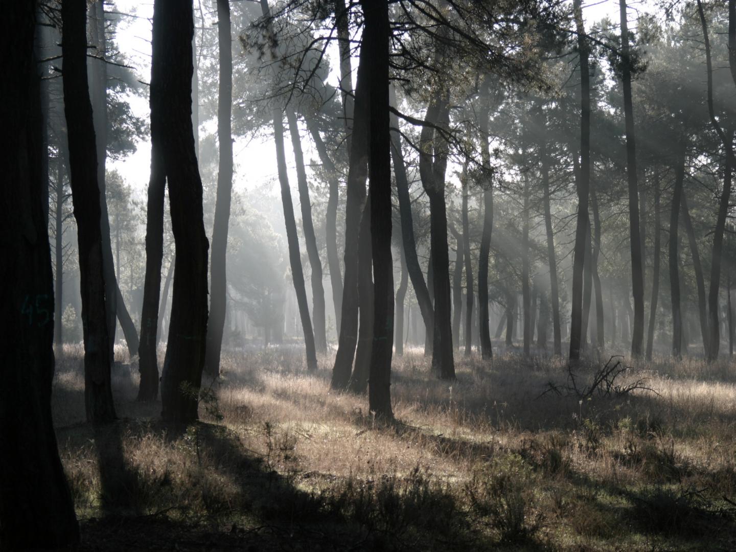 Maritime Pine Forest
