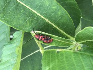 Mating pair of Red Milkweed Beetles