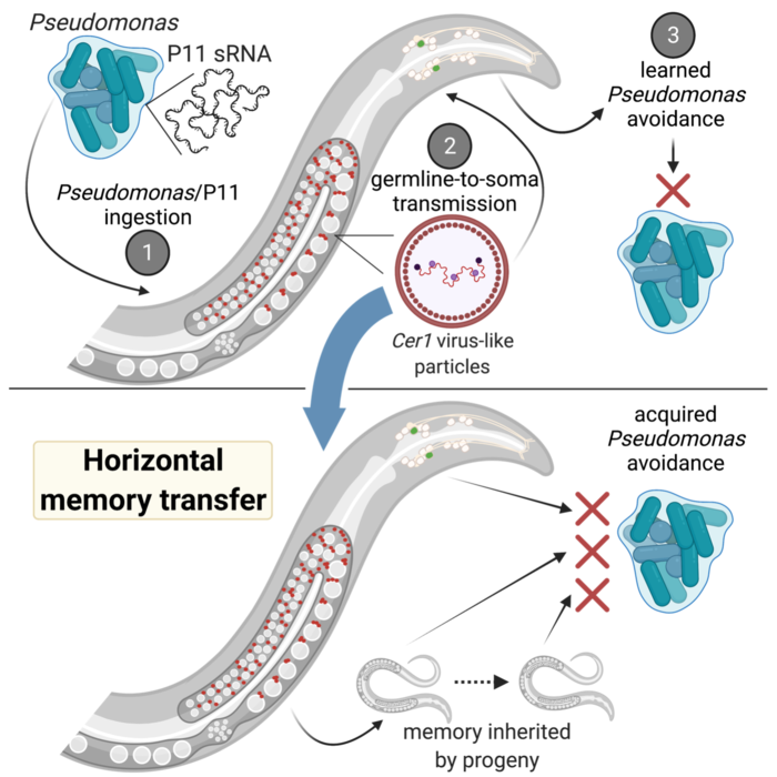 Horizontal memory transfer in C. elegans