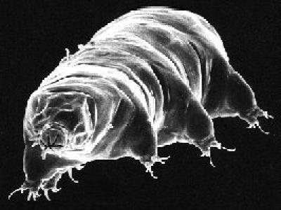 Durable Tardigrade