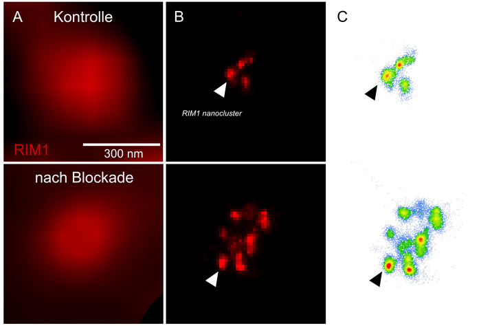 Microscopy images