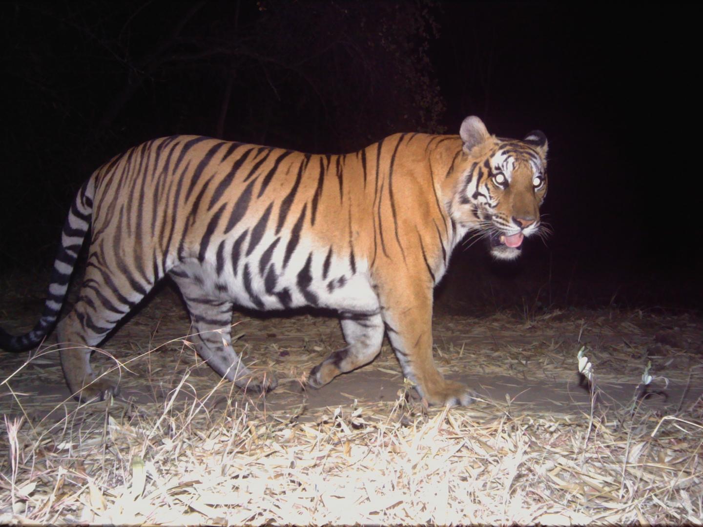 Counting Tigers: Camera Trap Data