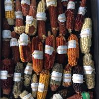 Corn Varieties