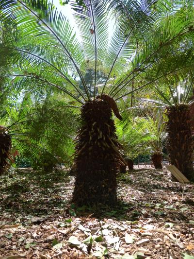 Today's Cycad Species Not as Ancient as Believed (2 of 3)