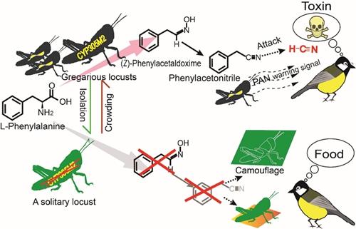 Model of the Mechanism of Aposematic Antipredator Defense in Locusts