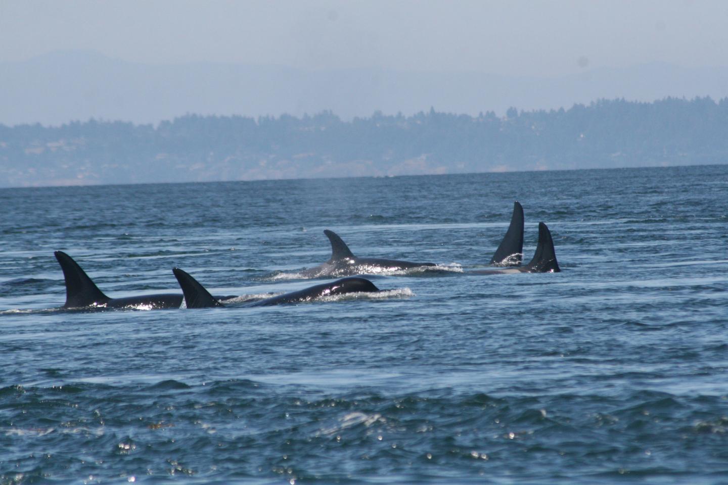 Southern Resident Killer Whales
