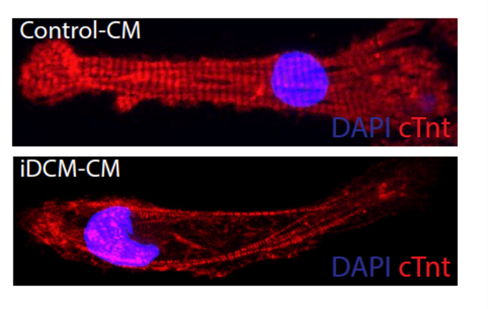 Rotatin protein cell division protein is important for heart development