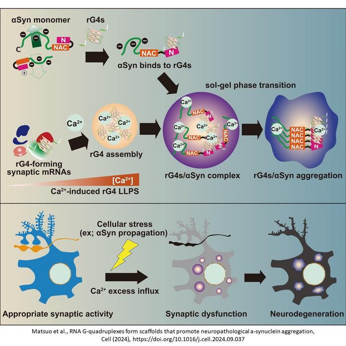 Mechanism of Neurodegeneration Involving G4 Assembly