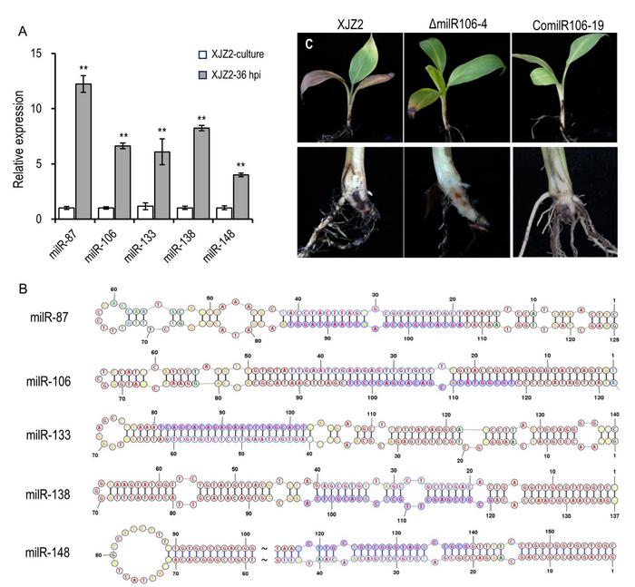 Infection-induced milRNAs in F. oxysporum f. sp. cubense. and their role in pathogenicity