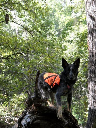 Max, a UW Conservation Canine Detection Dog