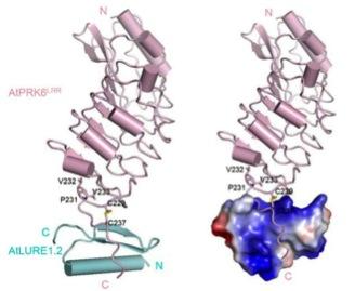 Crystal structures of LURE (AtLURE1.2) bound to the PRK6 receptor (AtPRK6).