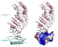 Crystal Structures of LURE (AtLURE1.2) Bound to the PRK6 Receptor (AtPRK6)