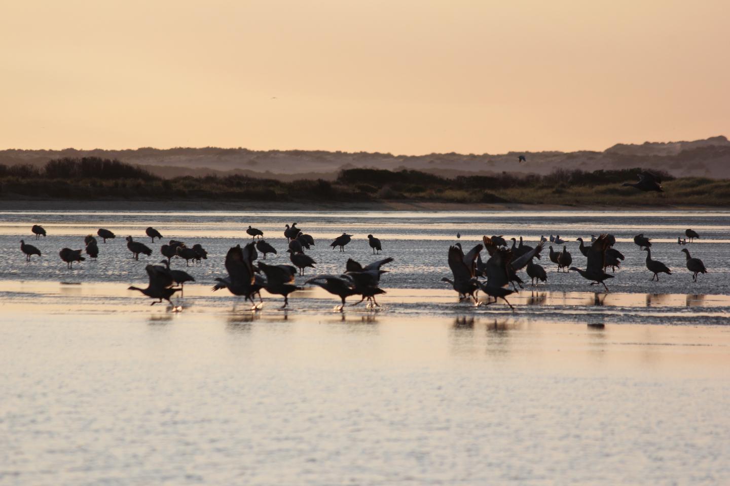 The Coorong
