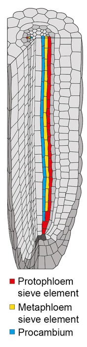 Schematic diagram of Arabidopsis root tip