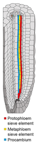 Schematic diagram of Arabidopsis root tip