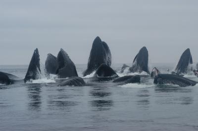 Humpback Whale, Feeding