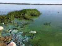 Cyanobacteria Bloom in Alberta Lake