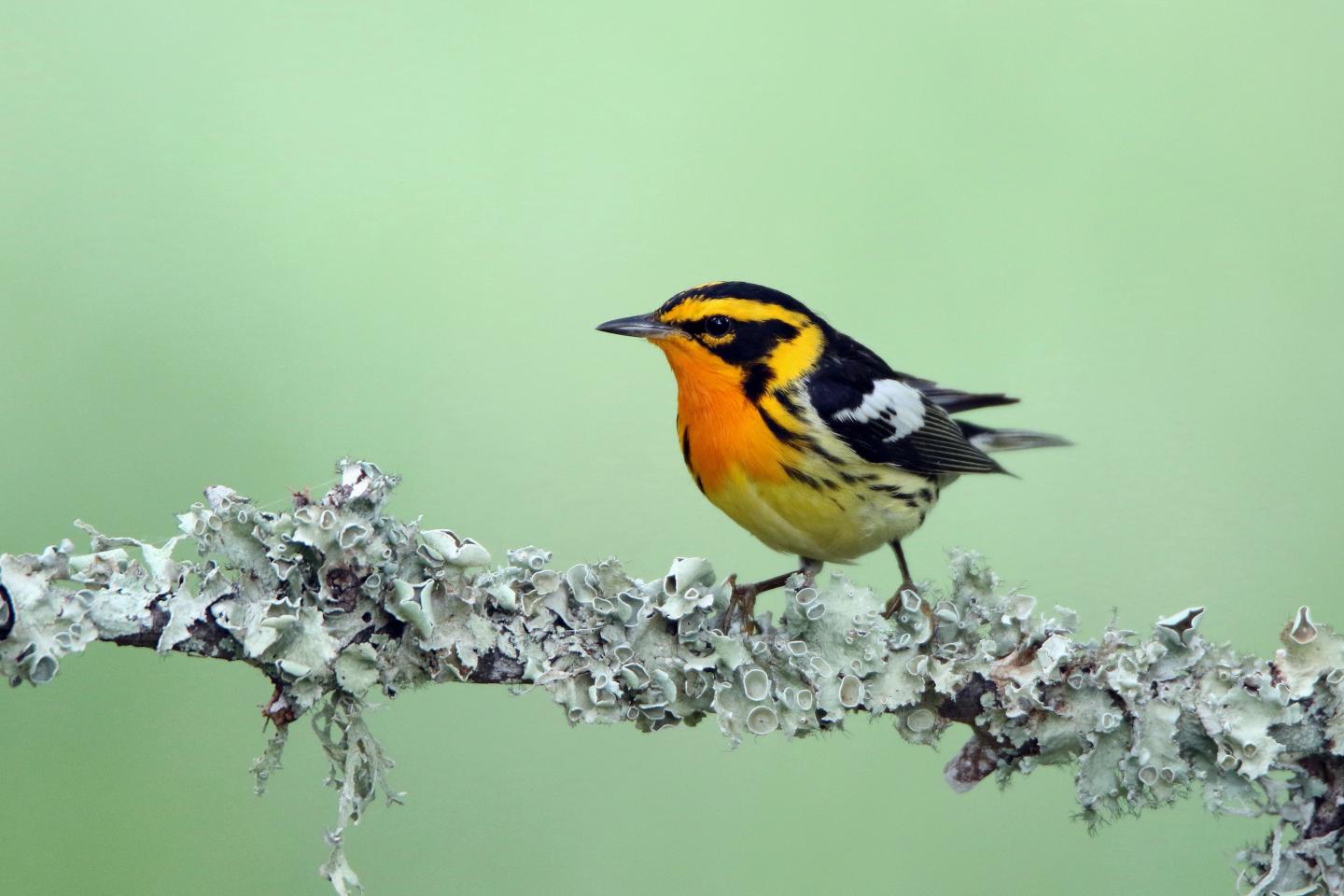 Blackburnian warbler