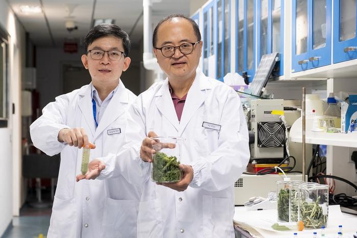 NTU Singapore scientists develop a sustainable way to convert kale waste into products for health and personal care