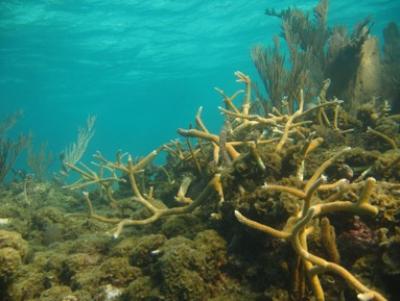 Macroalgal-dominated Patch Reef in Glover’s Reef Marine Reserve