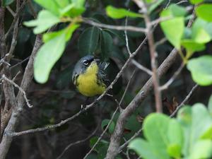 Kirtland's Warbler