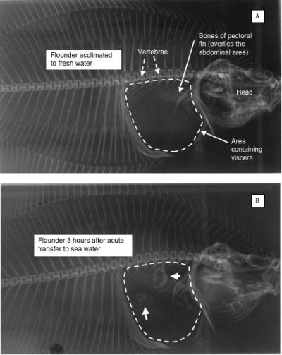 Fishdunnit! Flounders Demonstrate Fish Carbonate Production