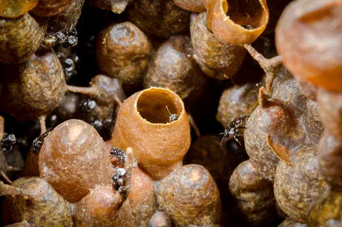 Stingless bee Tetragonula carbonaria honey pots