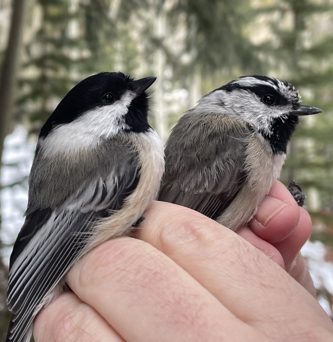 Black-capped and mountain chickadee