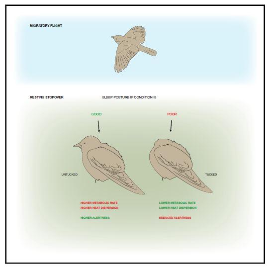 Sleeping Birds Graphical Abstract