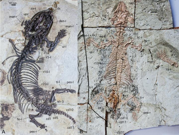 Holotype specimens of <i>Fossiomanus senensis</i> and <i>Jueconodon cheni </i>