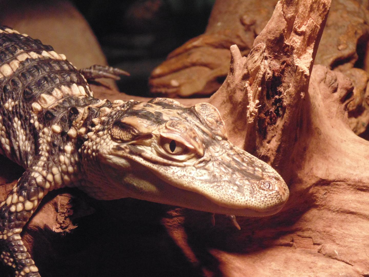 Baby Alligator mississippiensis