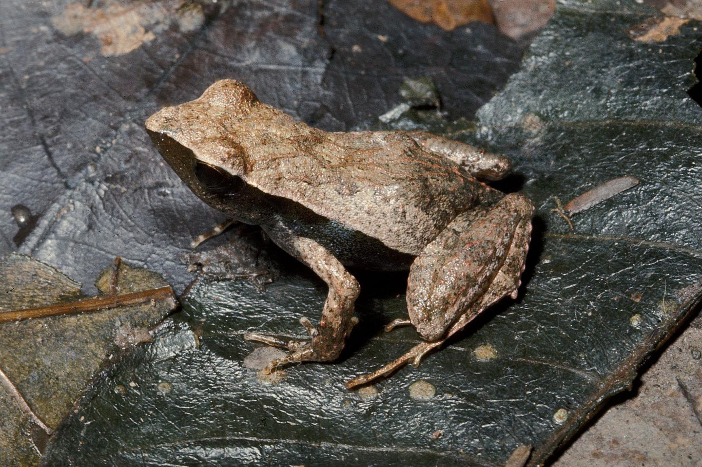 <i>Physalaemus soaresi</i>