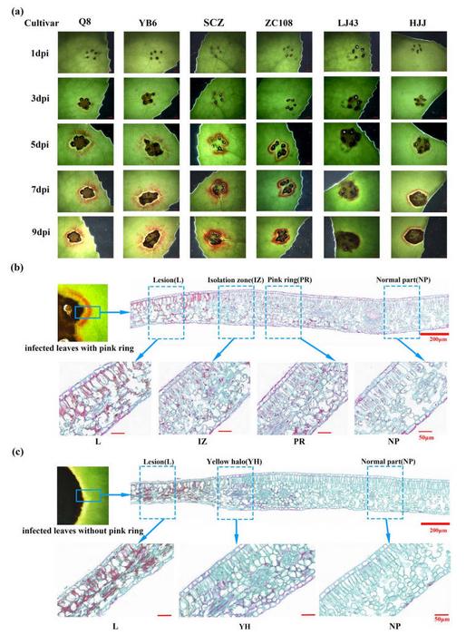 Pink ring symptoms on inoculated leaves of different tea cultivars and paraffin sectioning of pink ring tissue.