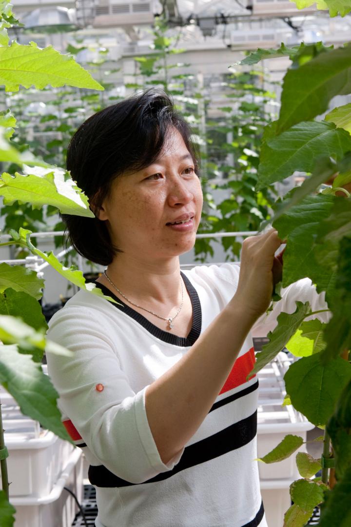 C.J. Tsai, University of Georgia