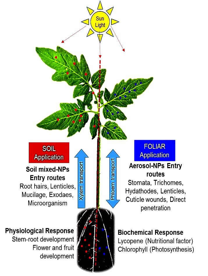 Nanoparticle Uptake in Tomato Plants