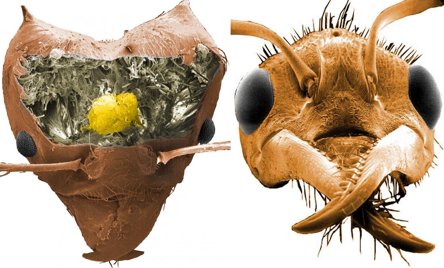 Ant brains image eurekalert science news releases