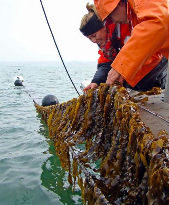 Waste to Energy: Biofuel from Kelp Harvesting and Fish