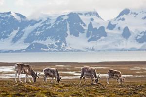 Svalbard Reindeer eat moss, not lichen