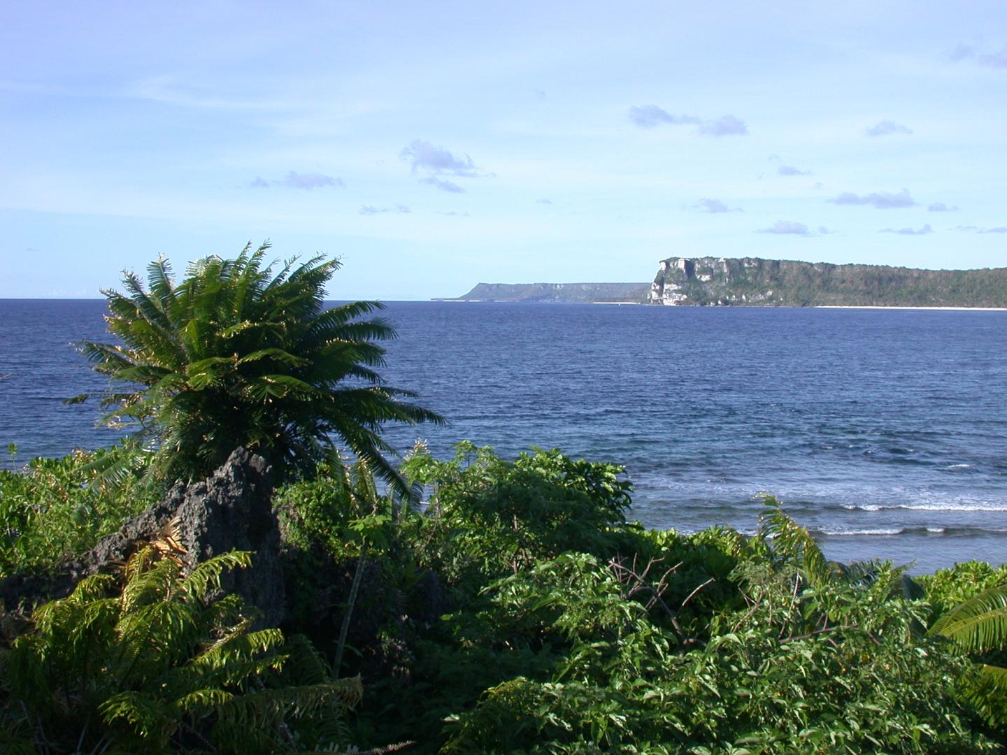 <em>Cycas micronesica</em>