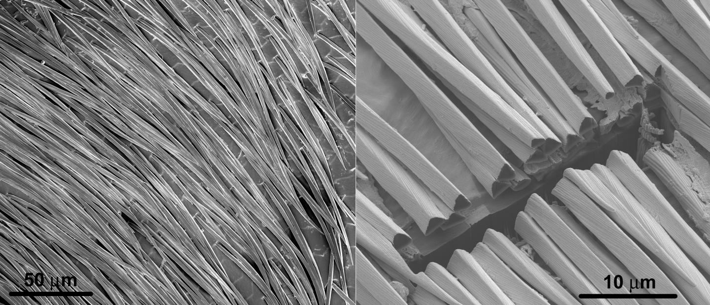 Scanning Electron Micrographs of the Hair Coating on the Silver Ant.