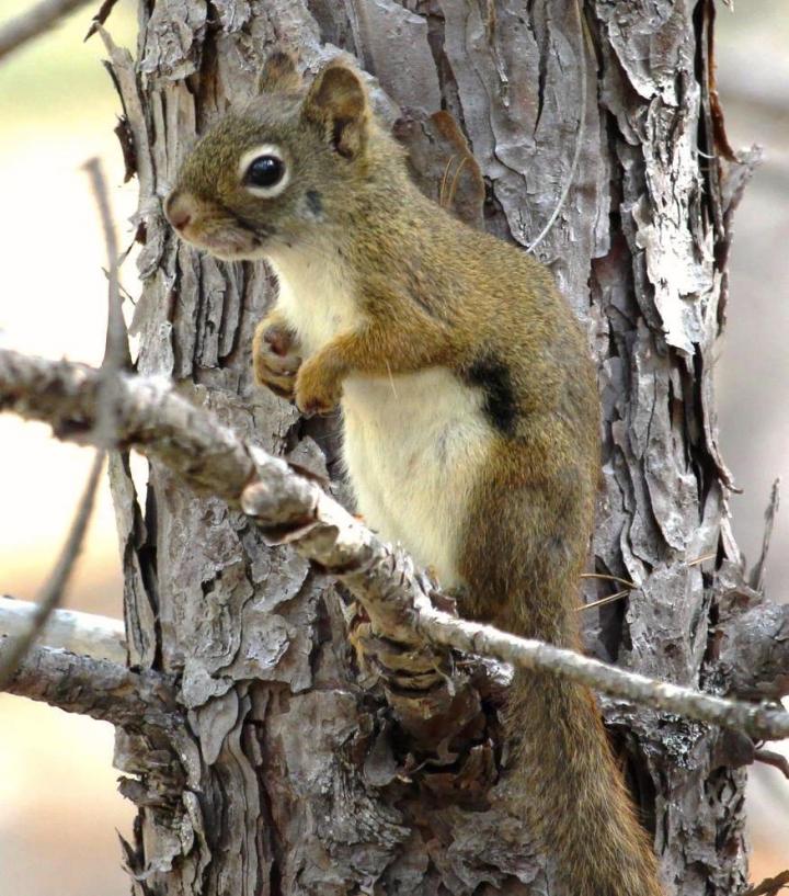 A Red Squirrel in Algonquin Park