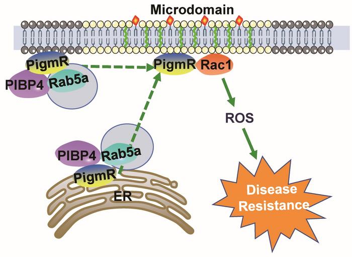 Proposed model of PIBP4-Rab5a-mediated PigmR plasma membrane microdomain anchoring and blast resistance in rice