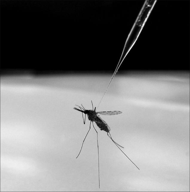 <i>Anopheles gambiae</i> Mosquito