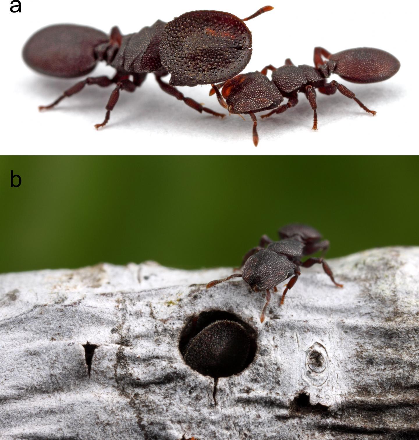 Laborer, Doorkeeper, Future Queen: Neurobiology In Turtle Ants Reflects Division Of Labor